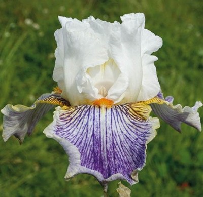 Magic Happens (Ghio, 2005)